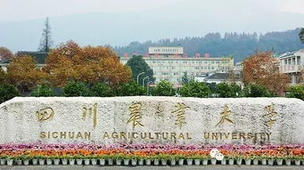 川农电子商务专业学院