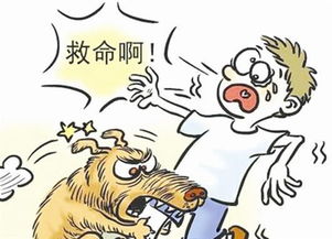 孕妇遭遇狗咬事件，主人要求狗道歉的背后