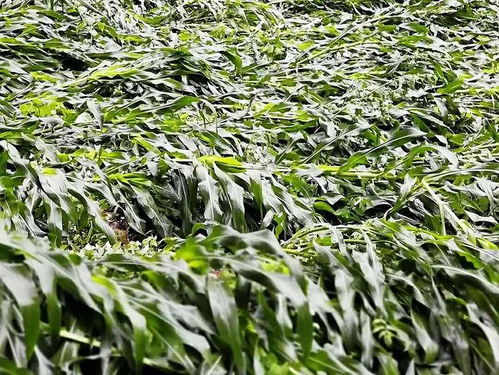 河南安阳冰雹致小麦颗粒无收？假的