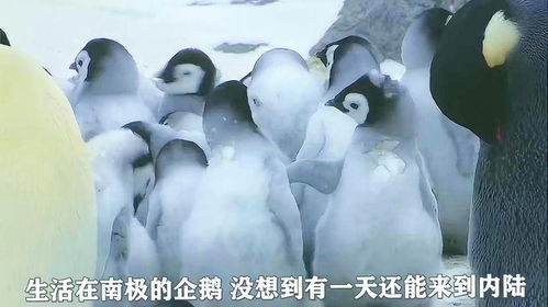 媒体：“狗皮膏药”式旅拍该根治了